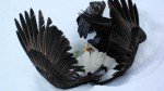 eagle-fall-cp-8459029-1